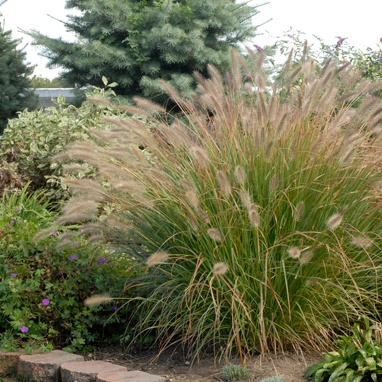 Prairie Winds® 'Desert Plains' Fountain Grass (Pennisetum alopecuroides)