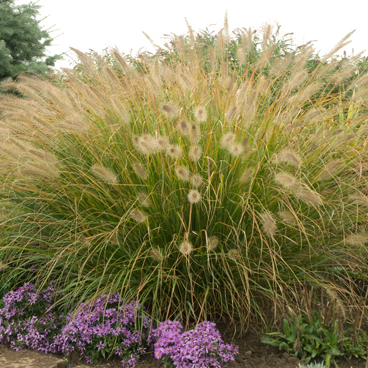 Prairie Winds® 'Desert Plains' Fountain Grass (Pennisetum alopecuroides)