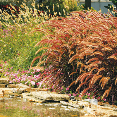 Prairie Winds 'Desert Plains' Fountain Grass in use.