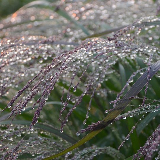 Prairie Winds® 'Apache Rose' Switch Grass (Panicum virgatum)