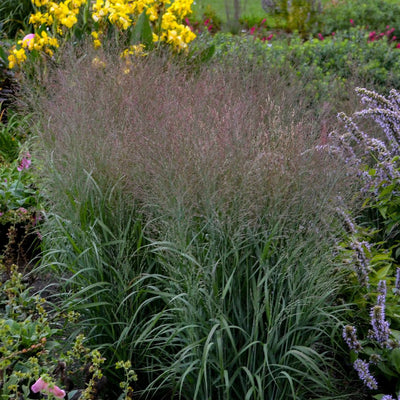 Prairie Winds® 'Apache Rose' Switch Grass (Panicum virgatum)