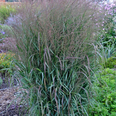 Prairie Winds® 'Apache Rose' Switch Grass (Panicum virgatum)