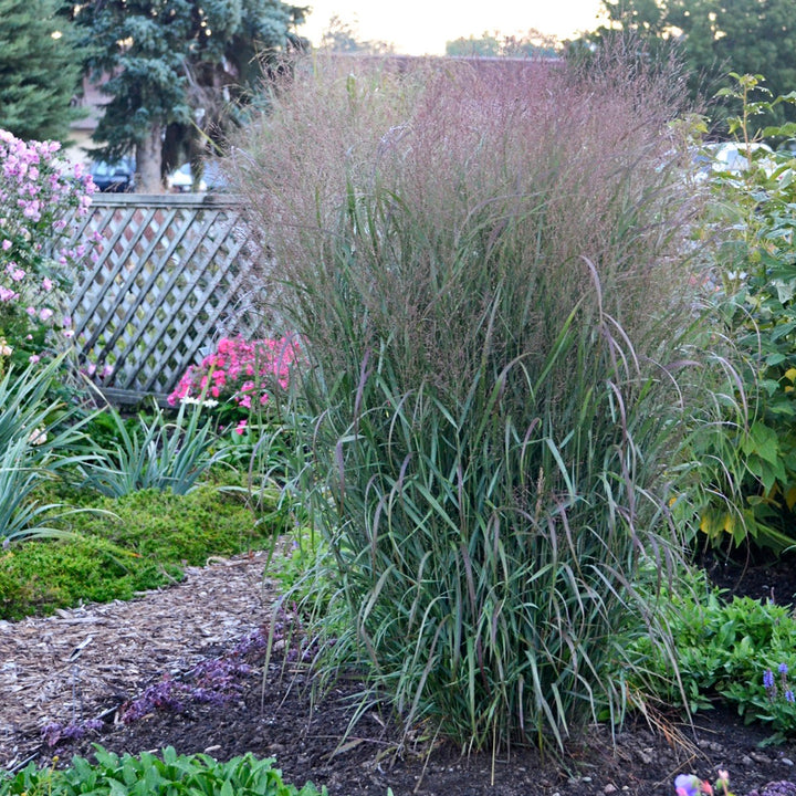 Prairie Winds® &