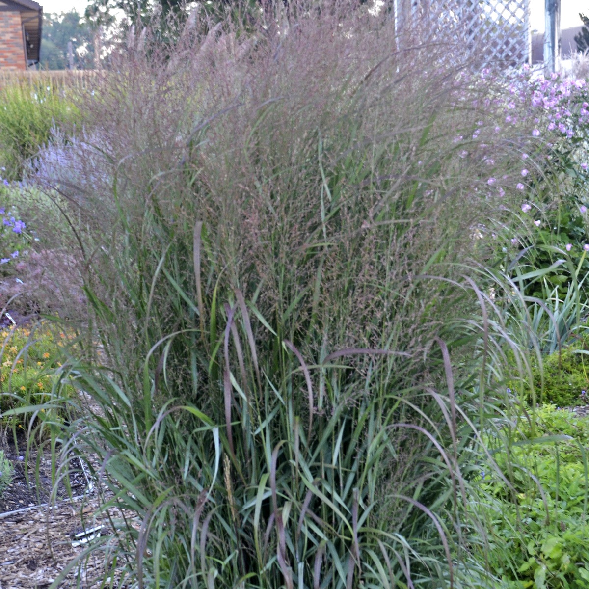 Switch Grass | Prairie Winds® 'Apache Rose' | Proven Winners