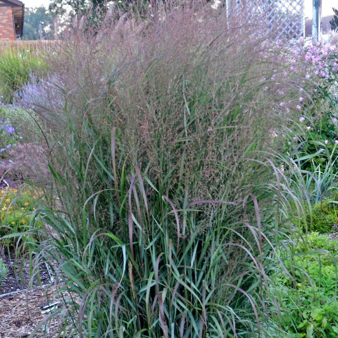 Prairie Winds® &