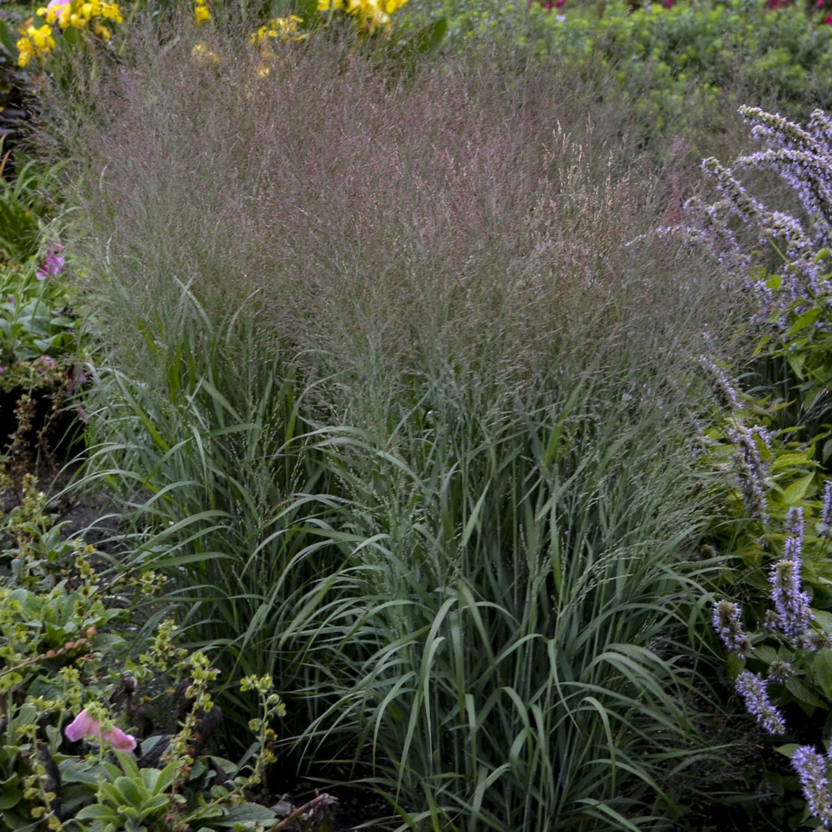 Switch Grass | Prairie Winds® 'Apache Rose' | Proven Winners
