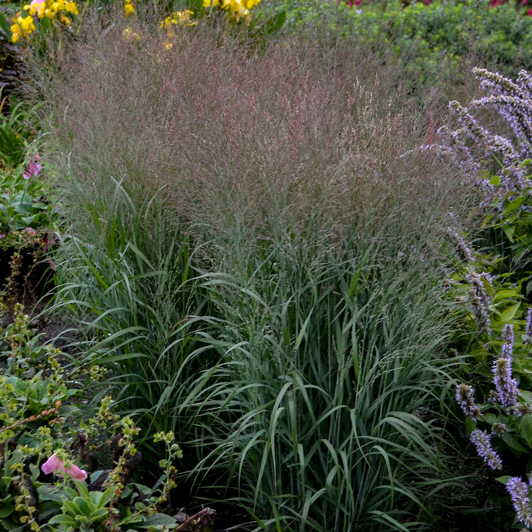Prairie Winds® &
