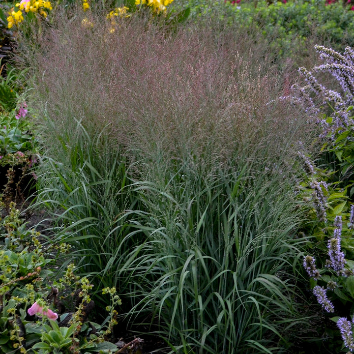 Prairie Winds® &