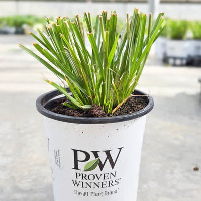 Prairie Winds 'Lemon Squeeze' Prairie Winds 'Lemon Squeeze' Fountain Grass in dormancy.