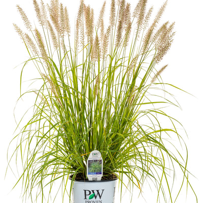 Prairie Winds® 'Lemon Squeeze' Fountain Grass (Pennisetum alopecuroides)