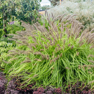 Prairie Winds® 'Lemon Squeeze' Fountain Grass (Pennisetum alopecuroides)