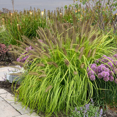 Prairie Winds 'Lemon Squeeze' Prairie Winds 'Lemon Squeeze' Fountain Grass in use.