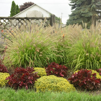 Prairie Winds 'Lemon Squeeze' Fountain Grass in use.