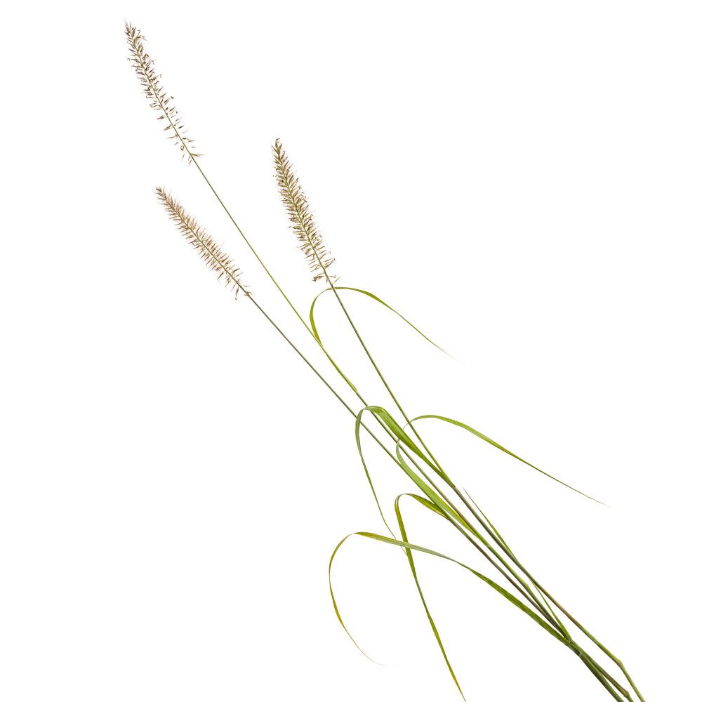 Fountain Grass | Prairie Winds® 'Lemon Squeeze' | Proven Winners