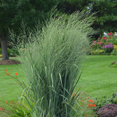 Prairie Winds® 'Totem Pole' Switch Grass (Panicum virgatum)