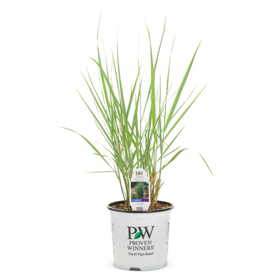 Prairie Winds® 'Totem Pole' Switch Grass (Panicum virgatum)