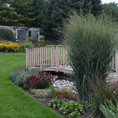 Prairie Winds® 'Totem Pole' Switch Grass (Panicum virgatum)