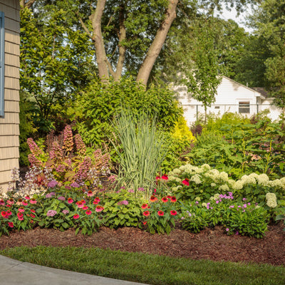 Prairie Winds® 'Totem Pole' Switch Grass (Panicum virgatum)