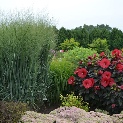 Prairie Winds® 'Totem Pole' Switch Grass (Panicum virgatum)