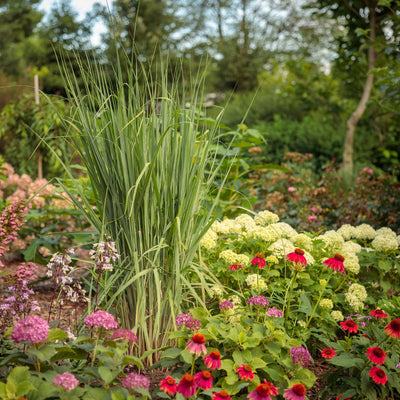 Prairie Winds® 'Totem Pole' Switch Grass (Panicum virgatum)