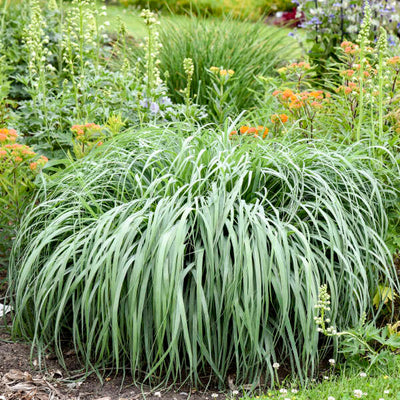 Prairie Winds 'Niagara Falls' Prairie Winds 'Niagara Falls' Switch Grass in focus.