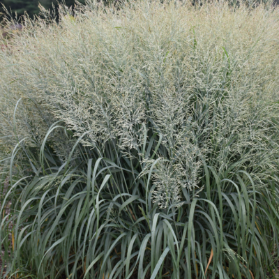 Prairie Winds 'Niagara Falls' Switch Grass in focus.