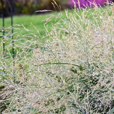 Prairie Winds 'Niagara Falls' Switch Grass in use.