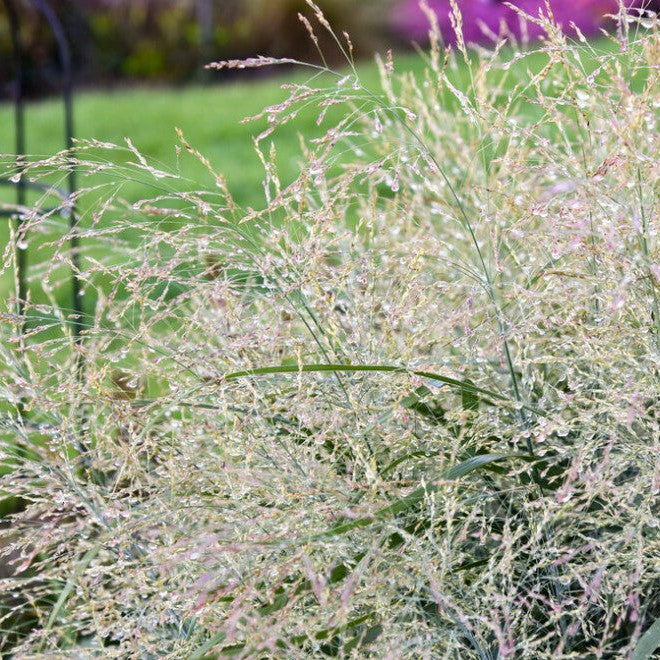 Prairie Winds &