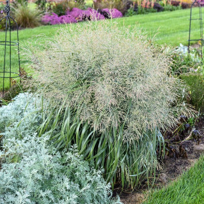 Prairie Winds 'Niagara Falls' Switch Grass in use.