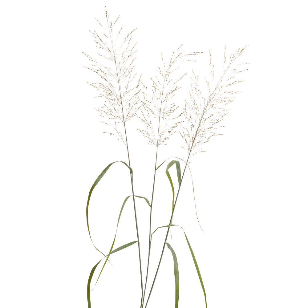 Prairie Winds® &