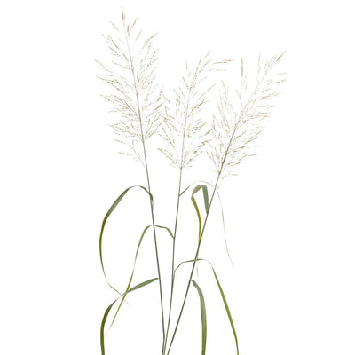 Prairie Winds® 'Niagara Falls' Switch Grass (Panicum virgatum)