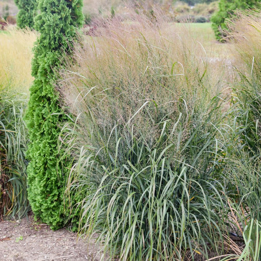 Prairie Winds® 'October Sky' Switch Grass (Panicum virgatum) | Proven Winners® New Variety 2026