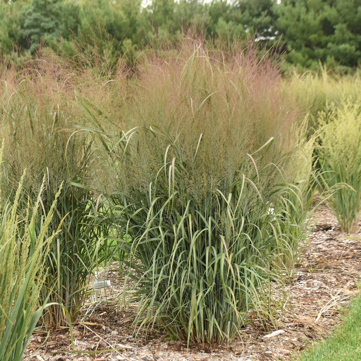 Prairie Winds® &