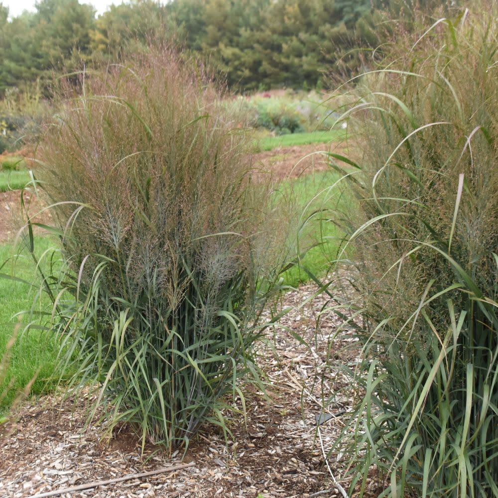 Prairie Winds® &