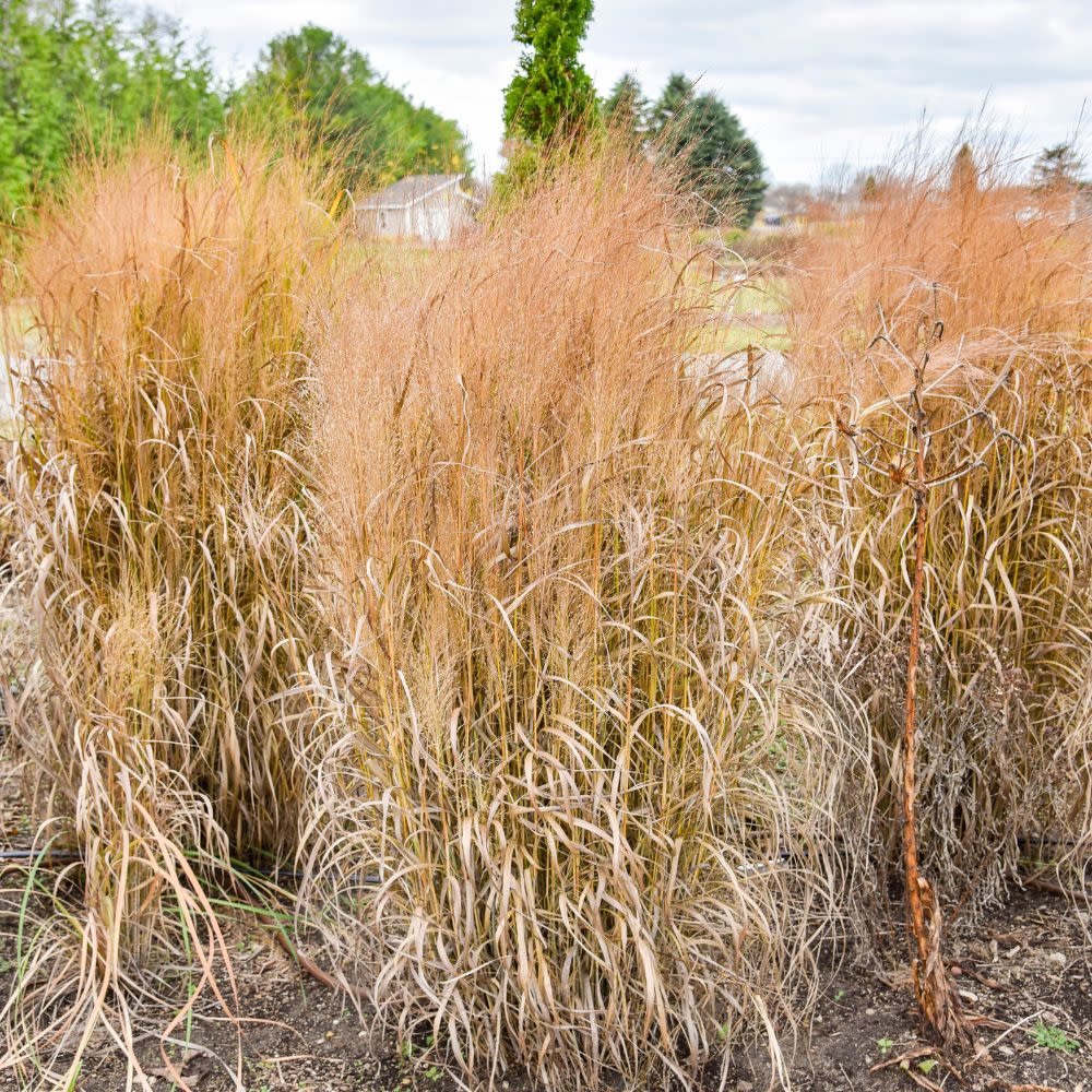 Prairie Winds® &