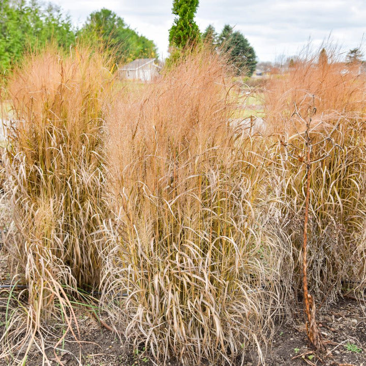 Prairie Winds® &