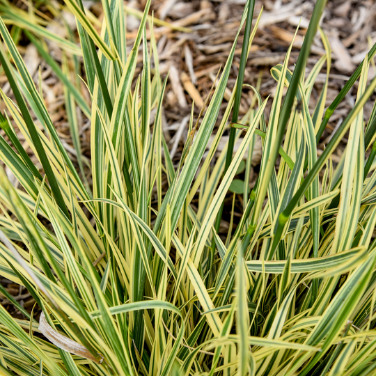'Perfect Edging' Tall Fescue (Festuca arundinacea) | Proven Winners® New Variety 2026