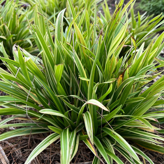 'Noble Native' Woodland Sedge (Carex laxiculmis) | Proven Winners® New Variety 2027