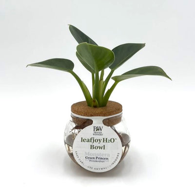 H2O™ Bowl Prismacolor™ Green Princess (Philodendron hybrid)