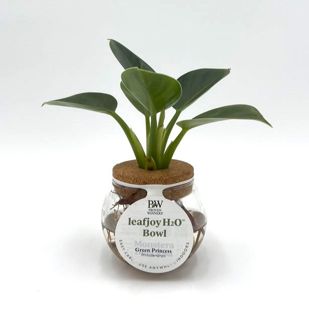 H2O® Bowl Prismacolor™ Green Princess (Philodendron hybrid)