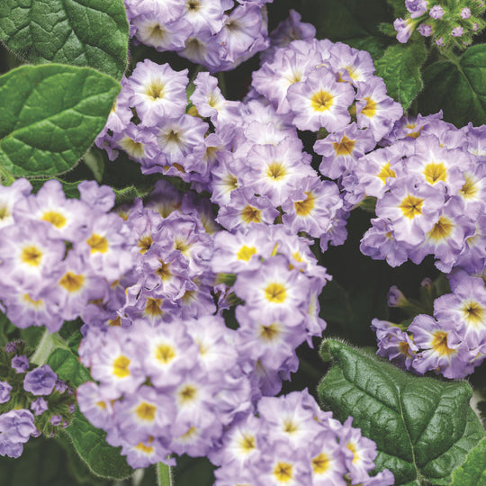 Augusta® Lavender Heliotrope (Heliotropium hybrid)