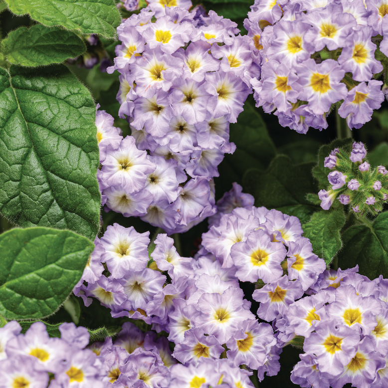 Augusta Lavender Augusta Lavender Heliotrope up close.