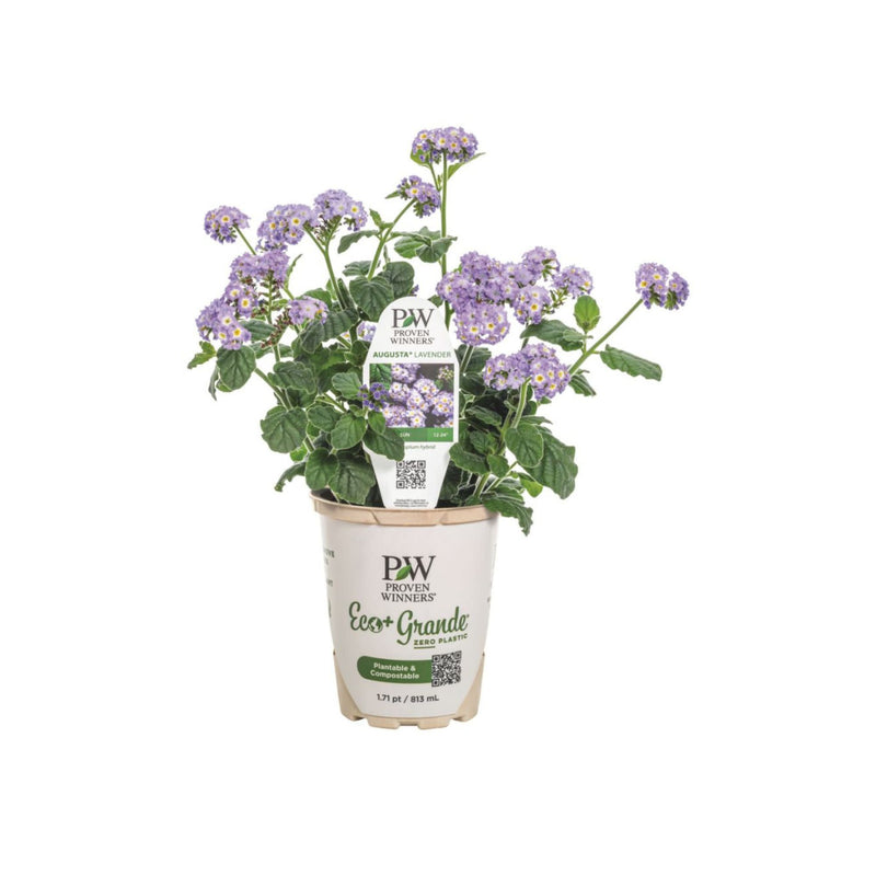 Augusta® Lavender Heliotrope (Heliotropium hybrid)