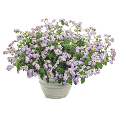Augusta® Lavender Heliotrope (Heliotropium hybrid)
