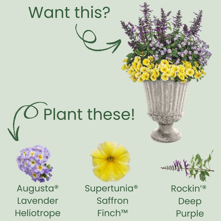 Augusta® Lavender Heliotrope (Heliotropium hybrid)