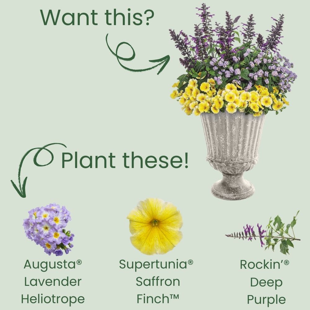 Heliotrope | Augusta Lavender