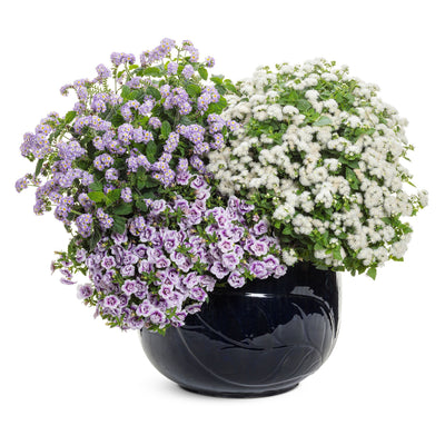 Augusta® Lavender Heliotrope (Heliotropium hybrid)