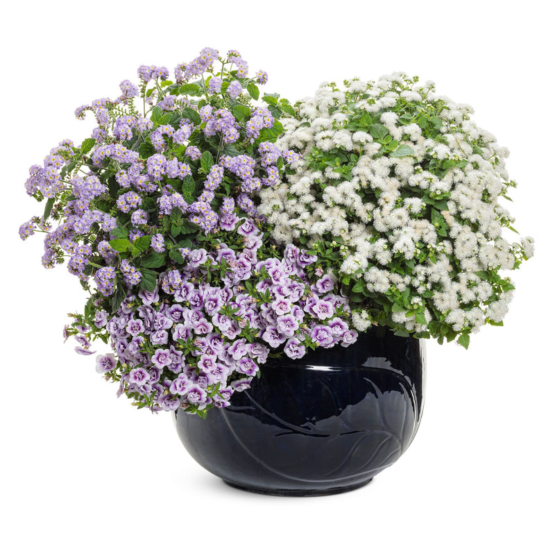 Augusta® Lavender Heliotrope (Heliotropium hybrid)