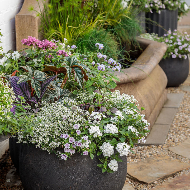 Augusta® Lavender Heliotrope (Heliotropium hybrid)
