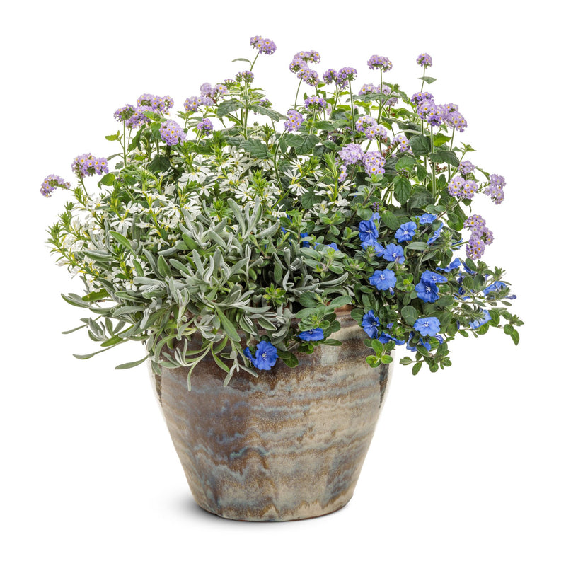 Augusta® Lavender Heliotrope (Heliotropium hybrid)